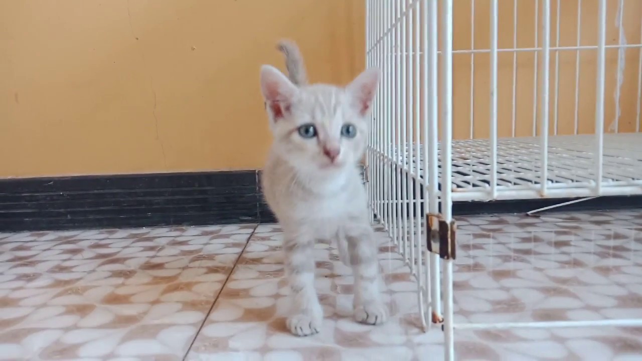 Panduan Lengkap Makanan Anak Kucing Anggora Umur 1 Bulan