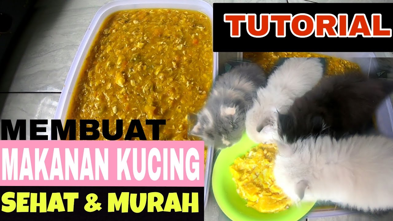 Melembutkan Kibble: Cara Membuat Makanan Kucing Kering Jadi Basah Secara Alami dan Merata