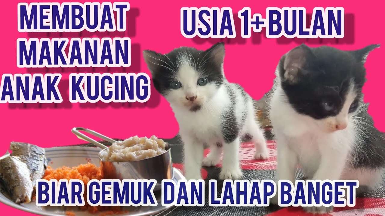 Panduan Memilih Merk Makanan Kucing Umur 1 Bulan yang Alami