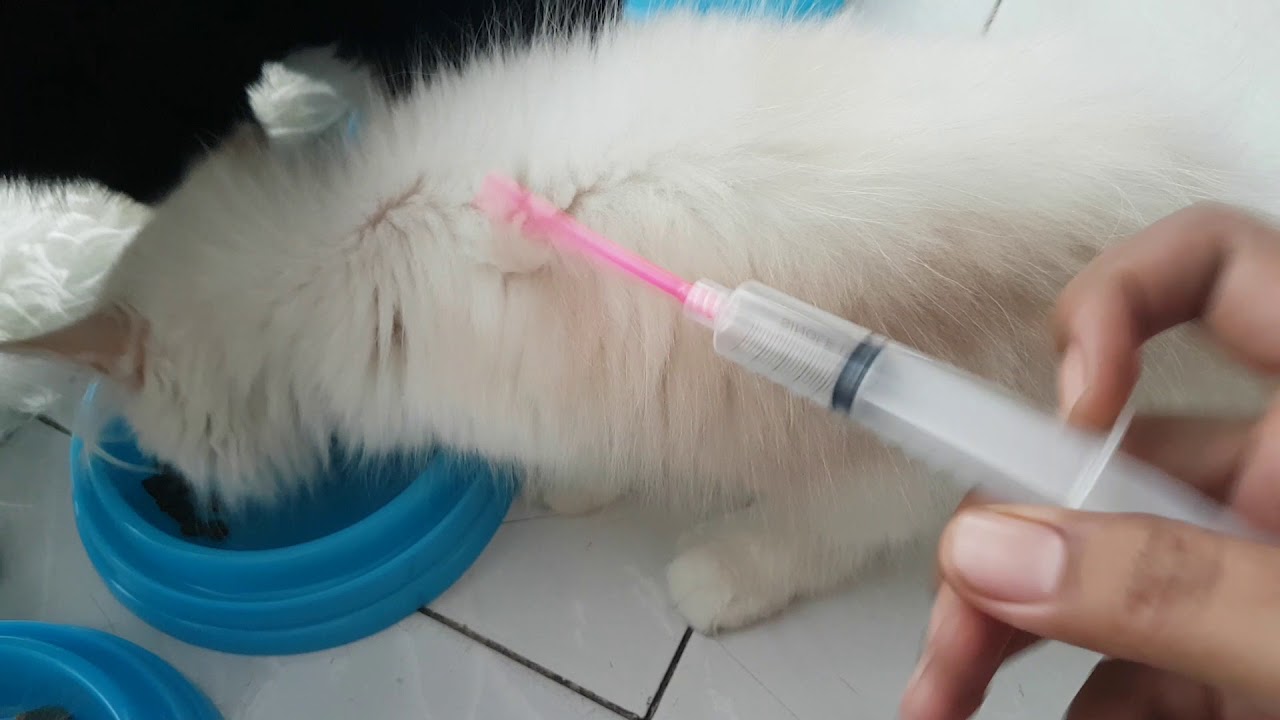 Mengatasi Diare dan Hilang Nafsu Makan pada Kucing Secara Alami