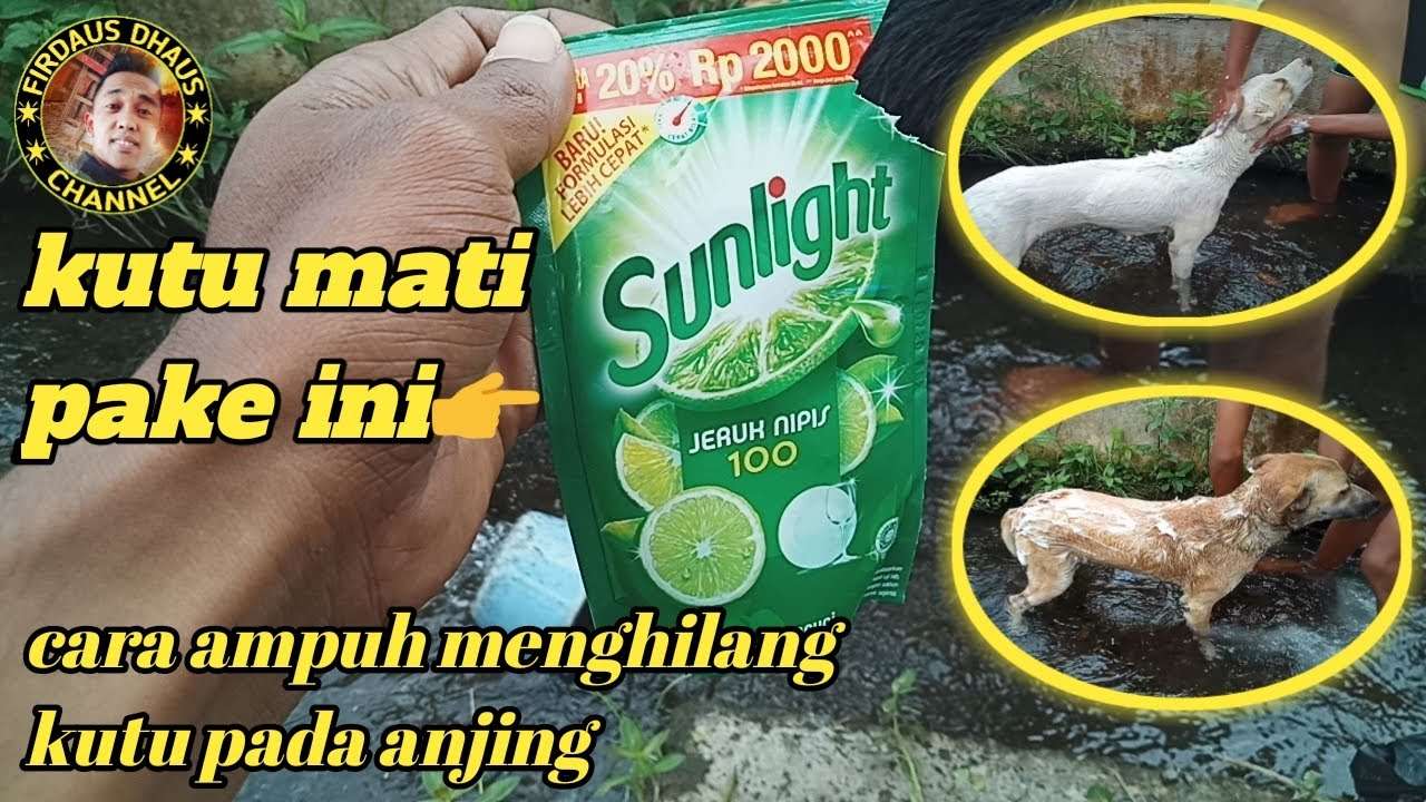 Merawat Anjing Buru Secara Alami: Kesehatan dan Performa Optimal