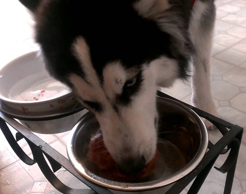 Nutrisi Optimal untuk Siberian Husky Anda: Panduan Makanan Lengkap