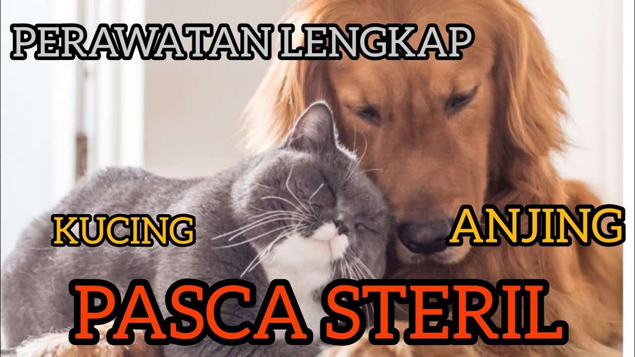 Merawat Anjing Pasca-Sterilisasi: Pendekatan Alami dan Efektif