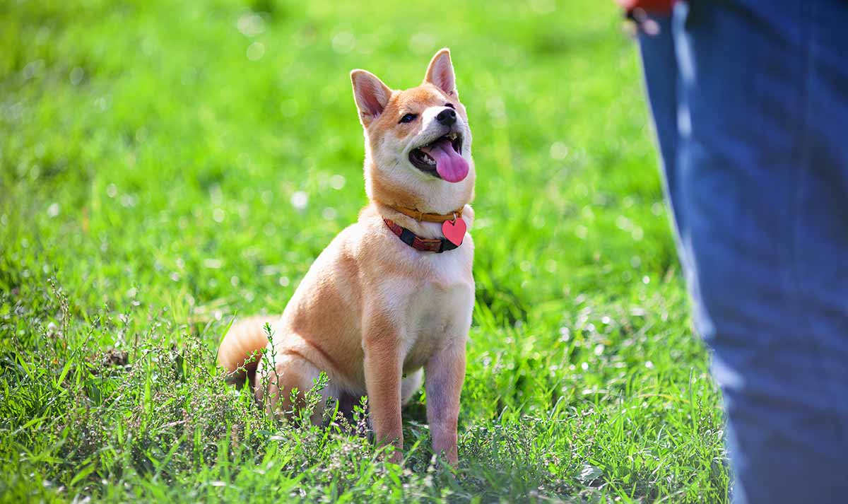 Melatih Border Collie: Panduan Alami dan Merata