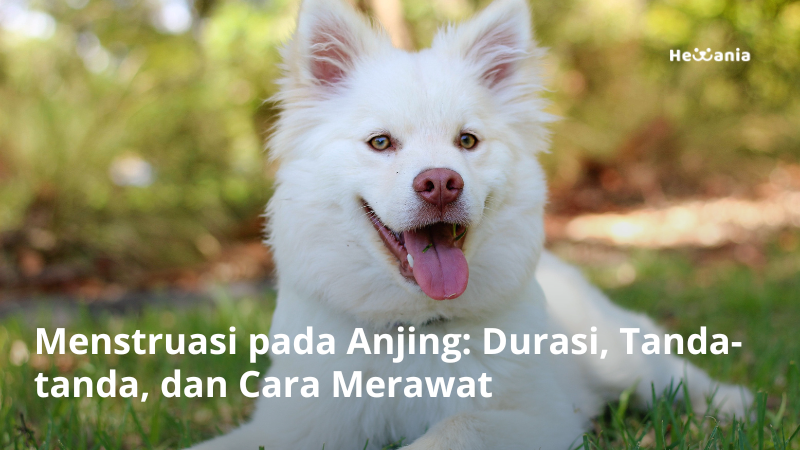 Merawat Anjing Menstruasi Secara Alami: Panduan Lengkap