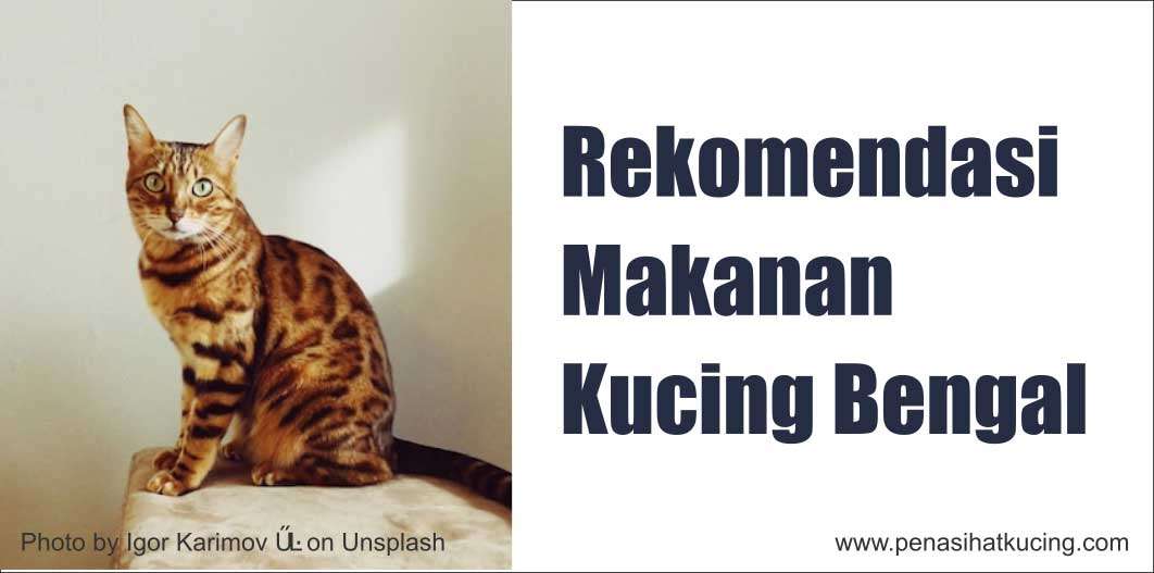 Memahami Nutrisi Alami untuk Kucing Bengal Kesayangan Anda