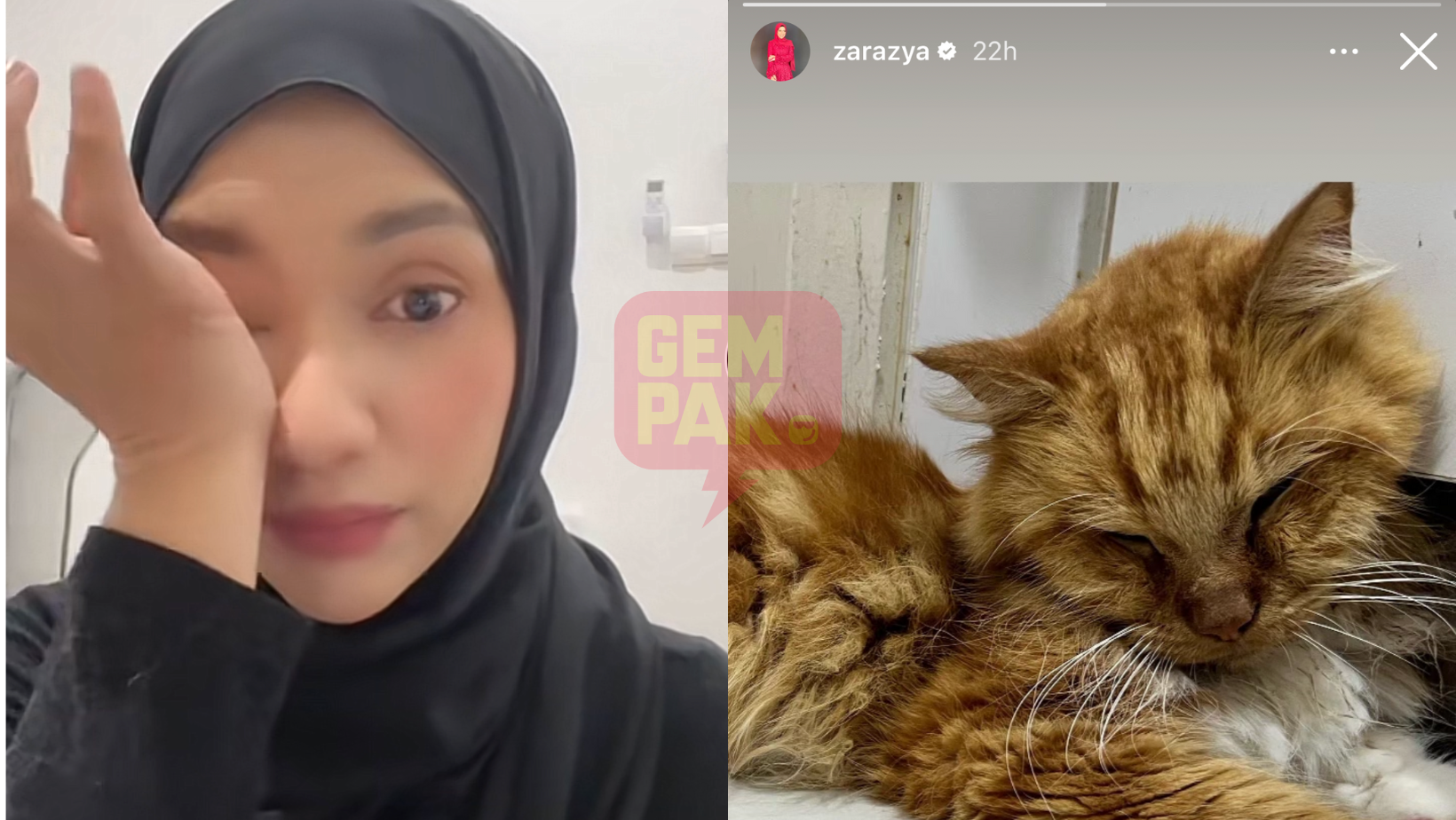 Memahami Kebutuhan Nutrisi Kucing dengan Makanan Kucing Zara