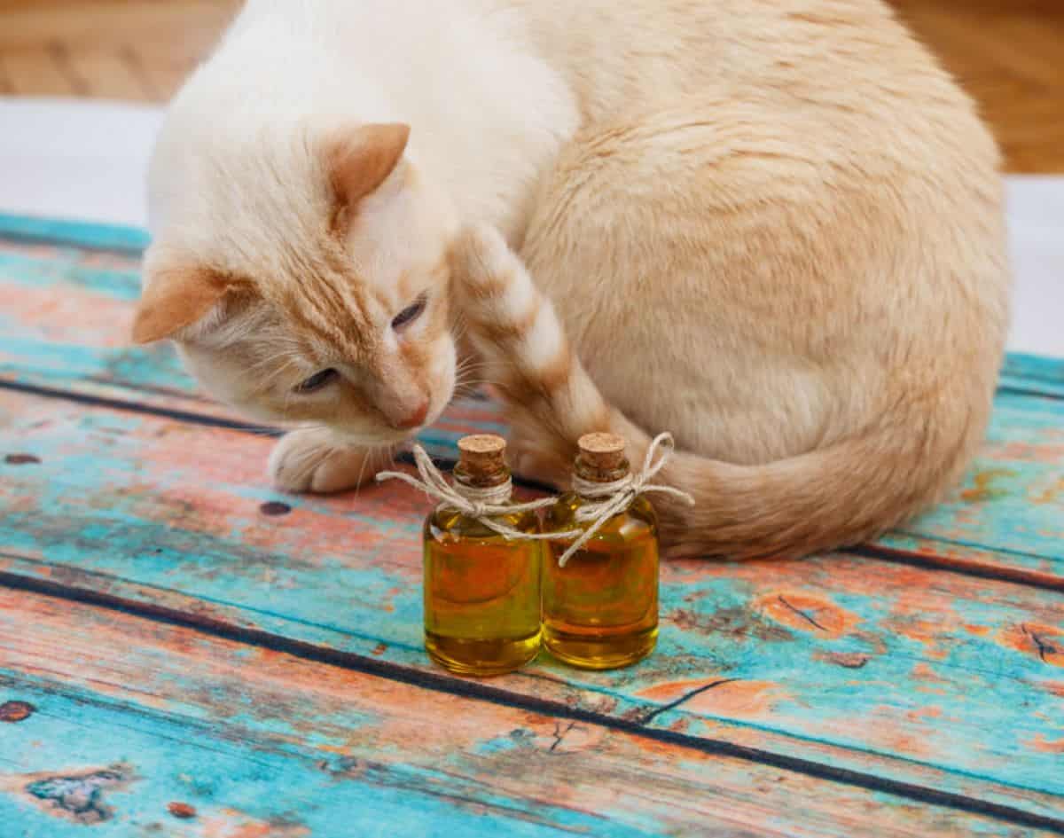 Manfaat Makanan Whiskas untuk Kesehatan Kucing: Panduan Lengkap