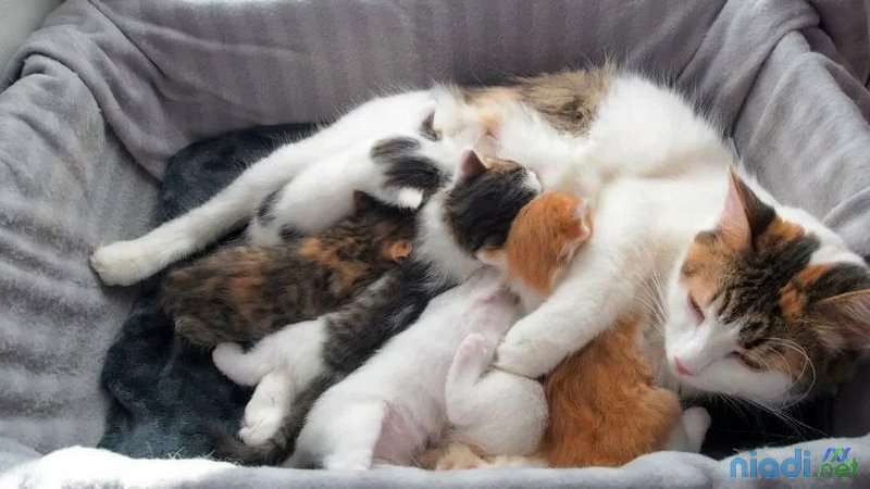 Panduan Lengkap Pemberian Makanan Anak Kucing 4 Minggu Secara Alami