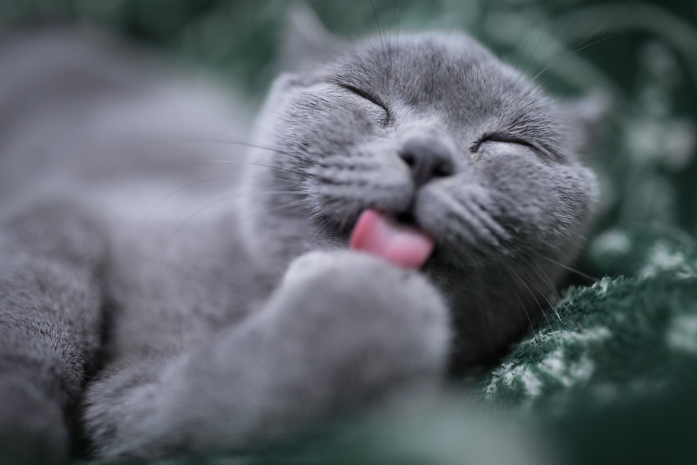 Makanan Kucing Jilat: Panduan Lengkap untuk Kesehatan dan Kebahagiaan Kucing Anda