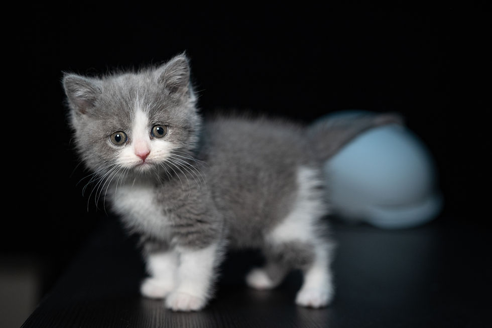 Panduan Lengkap: Makanan Alami untuk Bayi Kucing Usia 1 Bulan