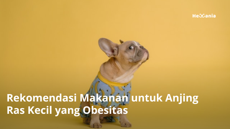 Makanan Alami untuk Anjing Obesitas: Kembali ke Kesehatan Optimal