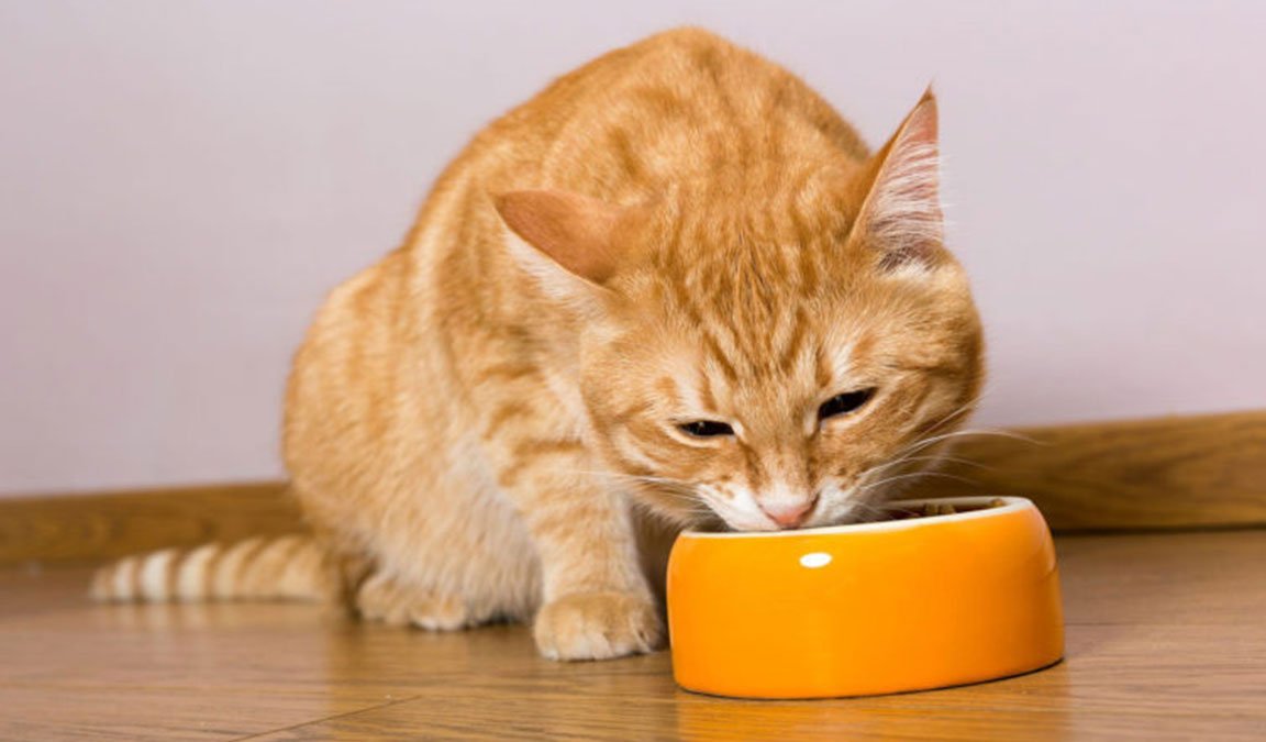 Makanan Penggemuk Anak Kucing Alami: Solusi Sehat untuk Pertumbuhan Optimal
