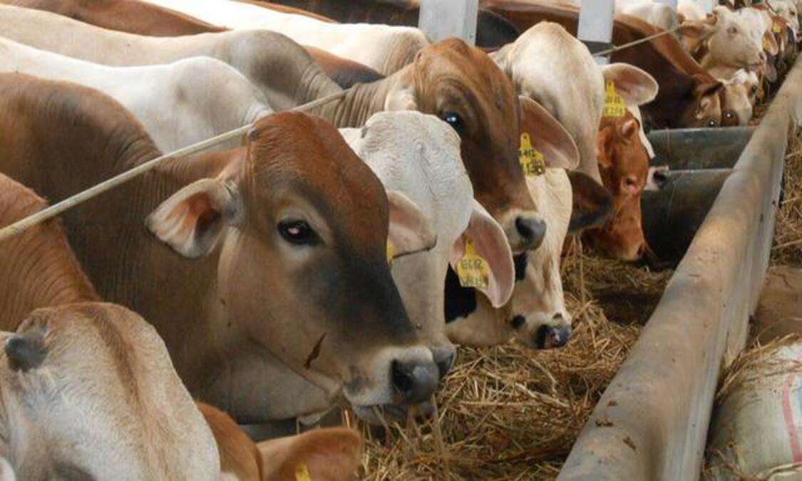 Makanan Anjing untuk Menambah Berat Badan Secara Alami dan Merata