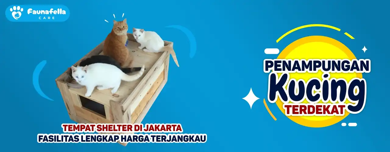 Mencari Penjual Makanan Kucing Terdekat: Panduan Lengkap