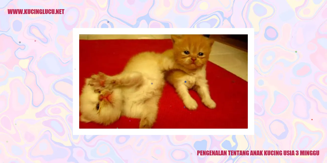 Panduan Lengkap Pemberian Makanan Anak Kucing Usia 4 Minggu Secara Alami