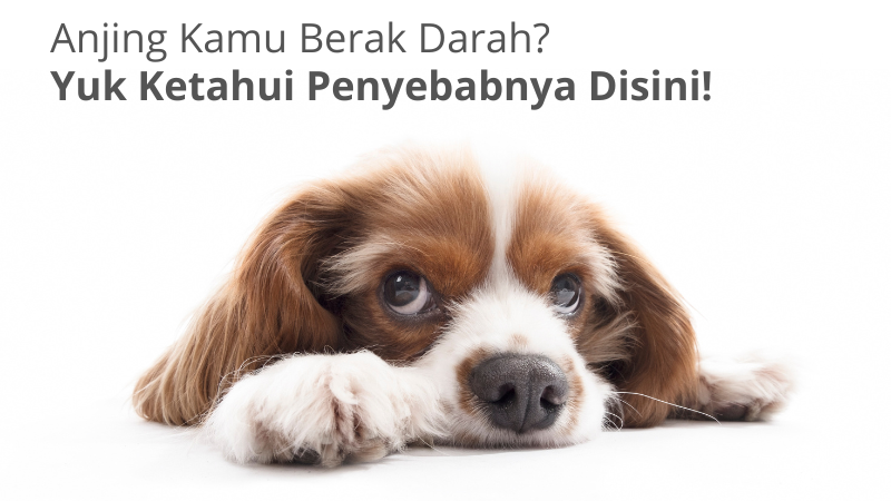 Mengatasi Anjing Berak Darah Secara Alami: Panduan Komprehensif