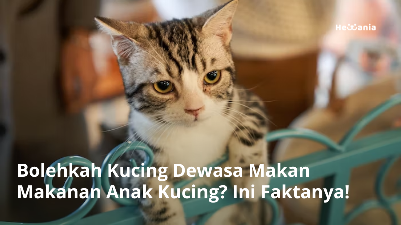 Makanan Kucing Dewasa untuk Kitten: Pertimbangan Penting