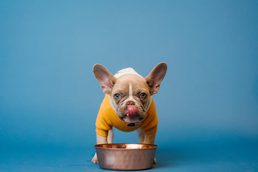 Mengenali Ciri-Ciri Anjing Alergi Makanan dan Solusi Alami