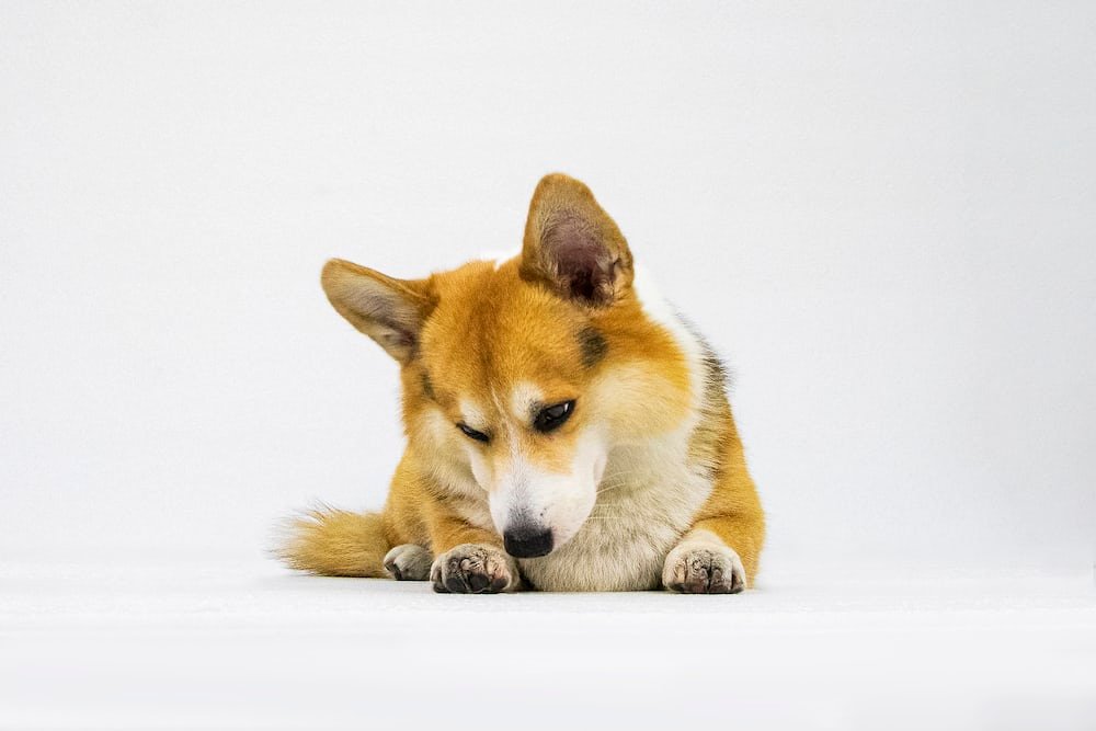 Cara Merawat Anjing Corgi Secara Alami: Panduan Lengkap