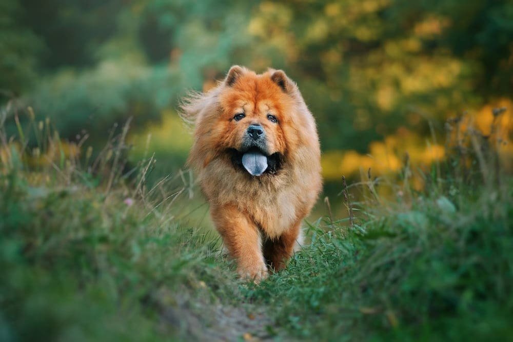 Makanan Anjing Chow Chow Alami: Panduan Lengkap