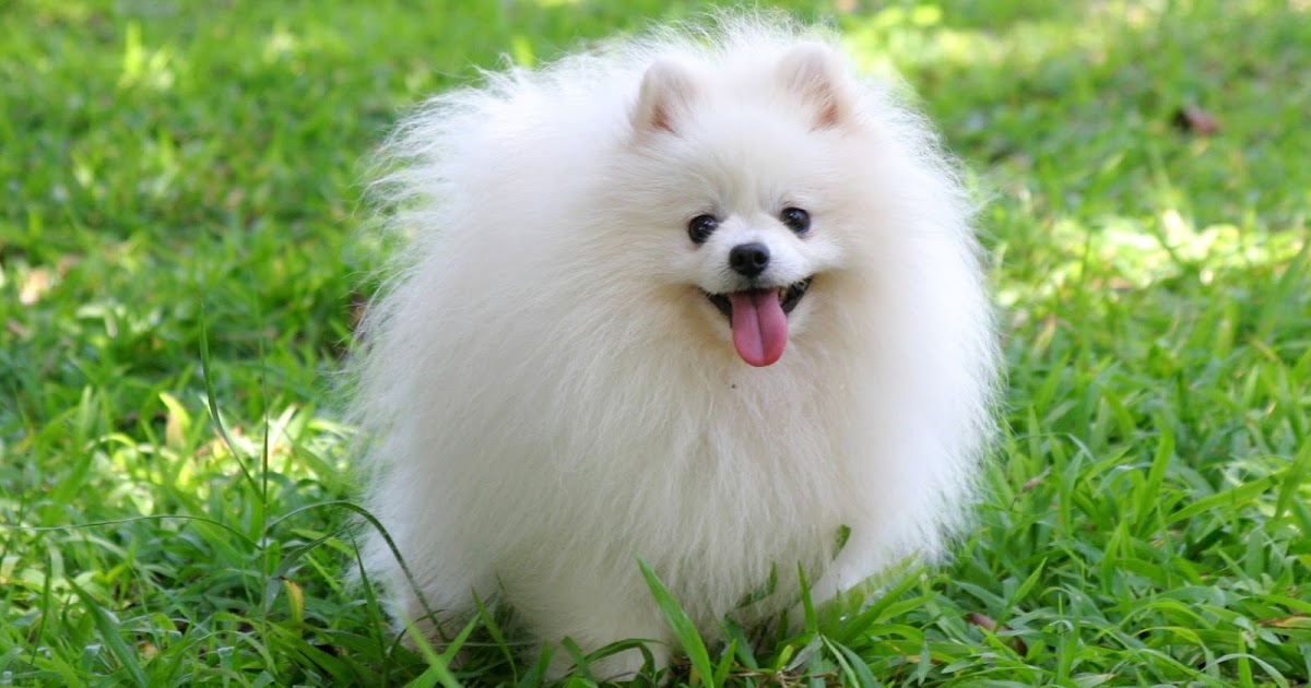 Panduan Makanan Terbaik untuk Anjing Mini Pom: Kesehatan dan Kebahagiaan Melalui Nutrisi