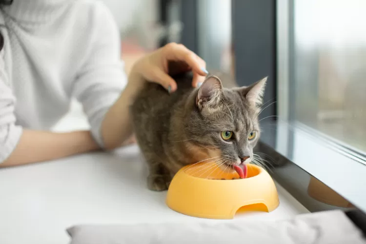Rekomendasi Makanan Kucing Diare Secara Alami: Panduan Lengkap