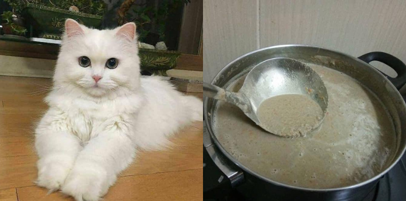 Makanan Kucing Basah Alami: Pilihan Terbaik untuk Kesehatan Kucing Kesayangan Anda