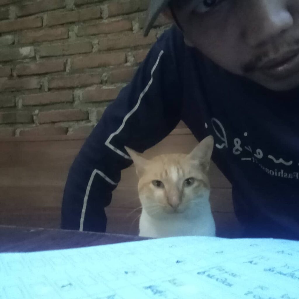 Memahami Makanan Kucing Alami: Nutrisi Optimal untuk Kesehatan Kucing Anda