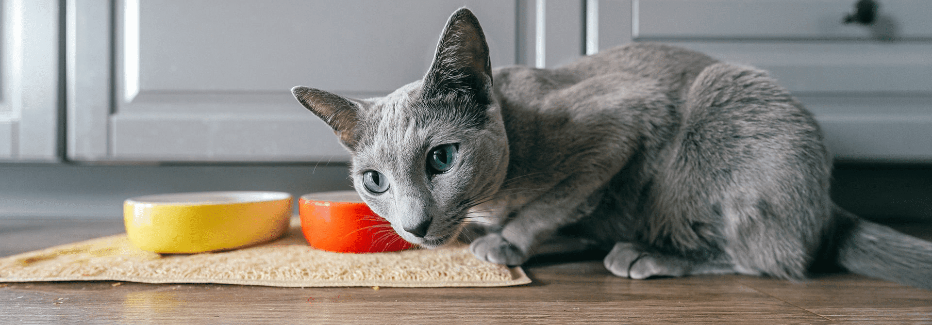 Panduan Lengkap: Makanan Terbaik untuk Anak Kucing