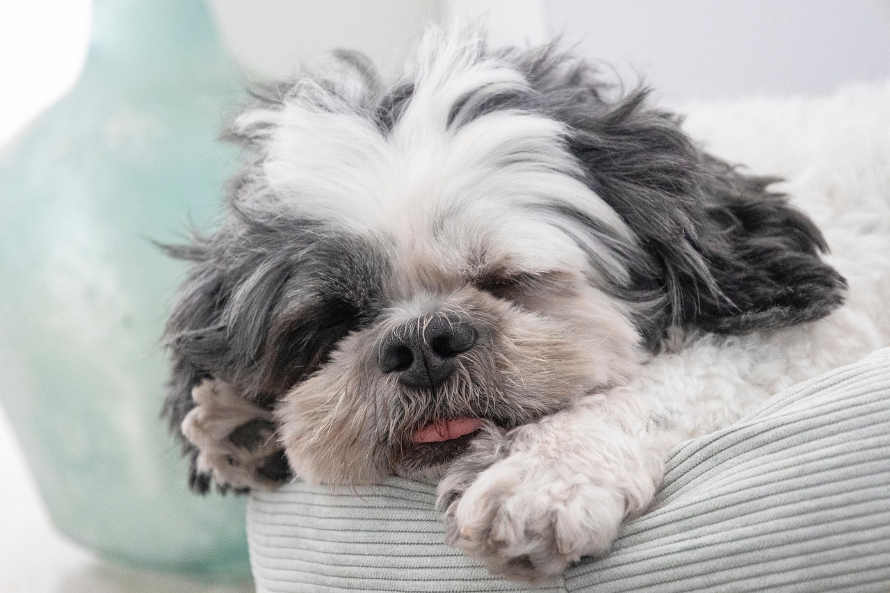 Panduan Lengkap: Memilih Makanan Terbaik untuk Anak Anjing Shih Tzu
