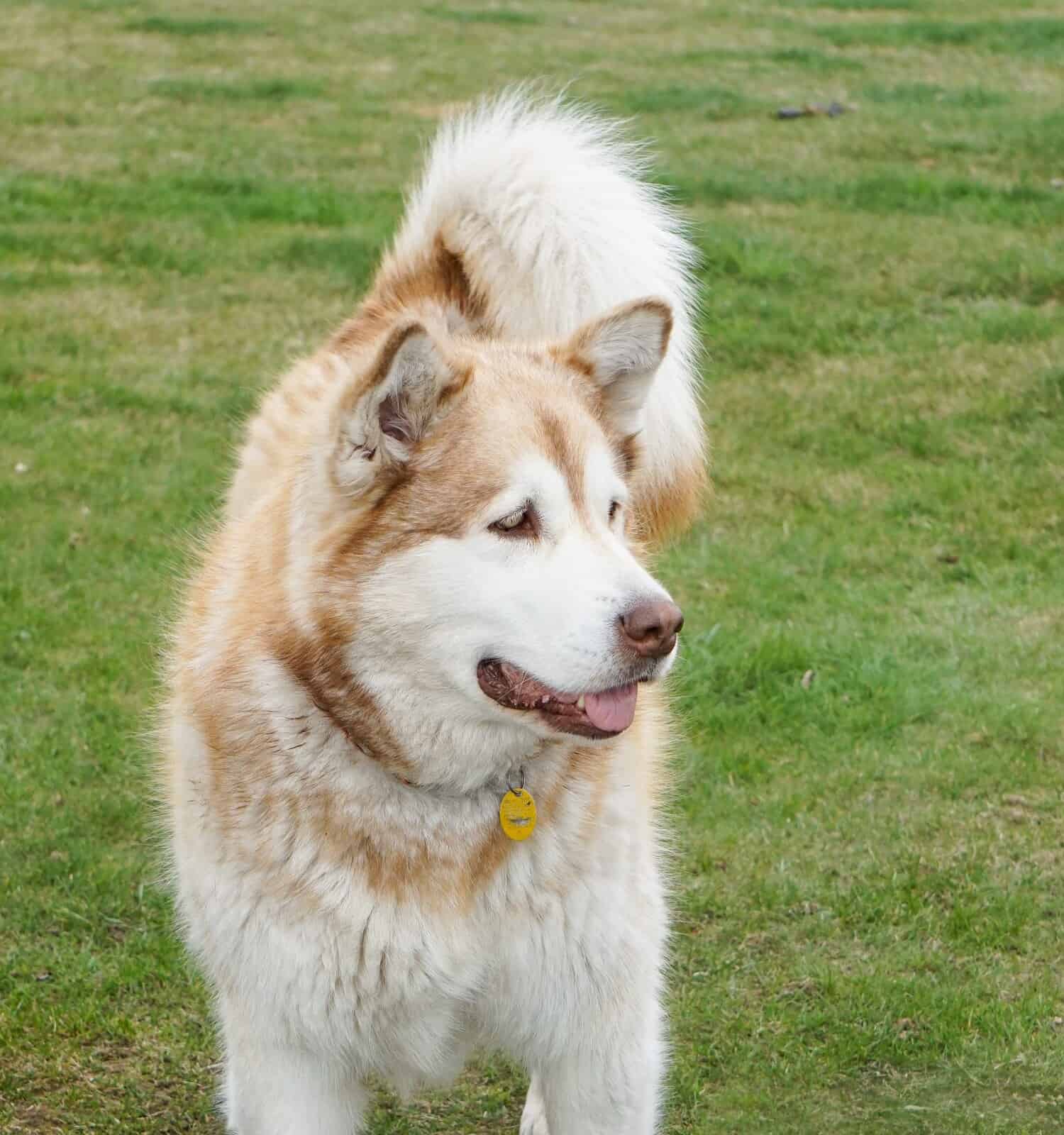 Panduan Makanan Alami untuk Alaskan Malamute: Kesehatan dan Kebahagiaan Optimal