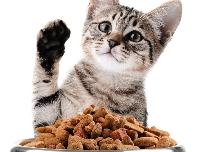 Memilih Makanan Anak Kucing Sehat: Fokus pada Bahan Alami