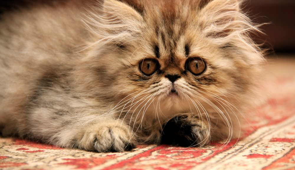 Panduan Lengkap Memilih Makanan Kucing Jenis Persia Terbaik