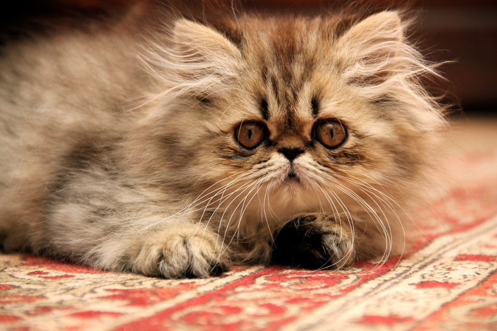 Memilih Makanan Kucing Persia Kitten Terbaik Secara Alami untuk Pertumbuhan Optimal