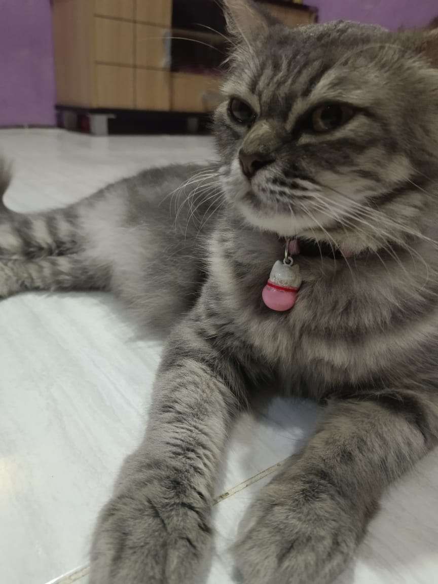 Makanan Penggemuk Kucing Alami: Solusi Sehat untuk Berat Badan Ideal