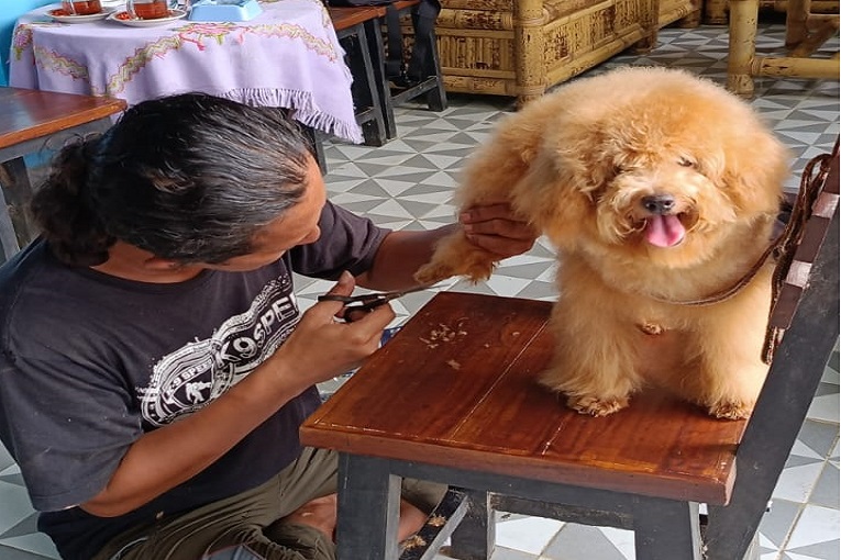 Merawat Anjing dengan Benar Secara Alami: Panduan Lengkap