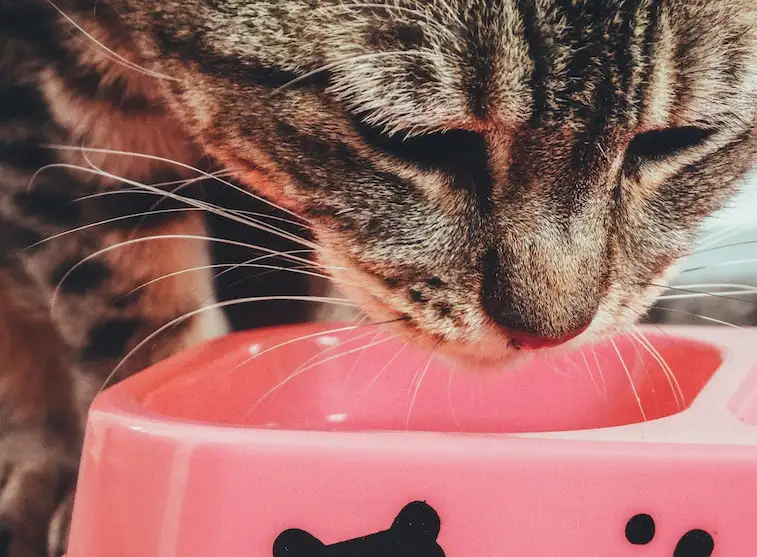 Panduan Tepat: Takaran Makanan Kucing Basah untuk Kesehatan Optimal