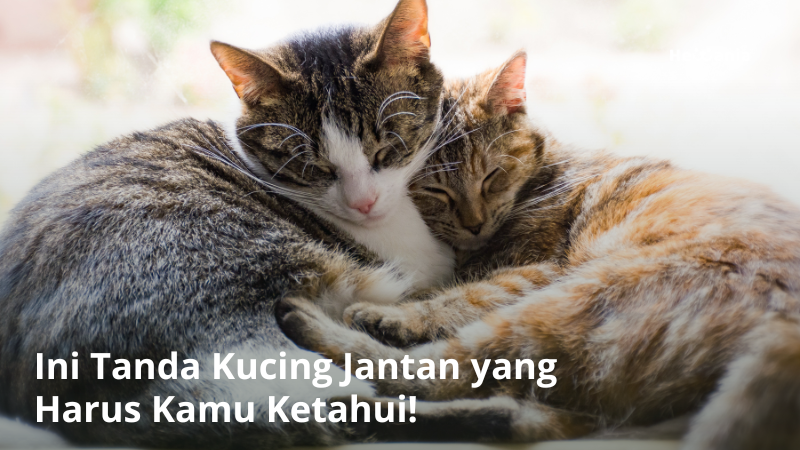 Memilih Makanan Kucing Jantan Terbaik: Panduan Lengkap