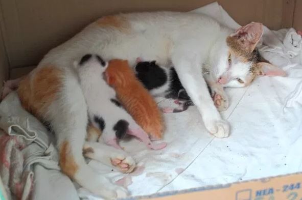 Panduan Lengkap Makanan Kucing Kecil Baru Lahir