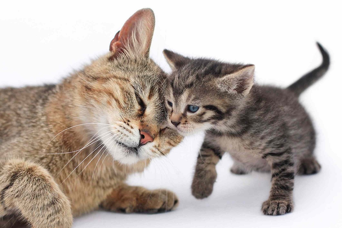 Memahami Perbedaan Makanan Kucing Beauty Gold dan Premium