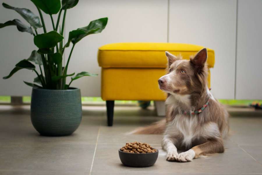 Mengatasi Anjing yang Tidak Mau Makan: Pendekatan Alami