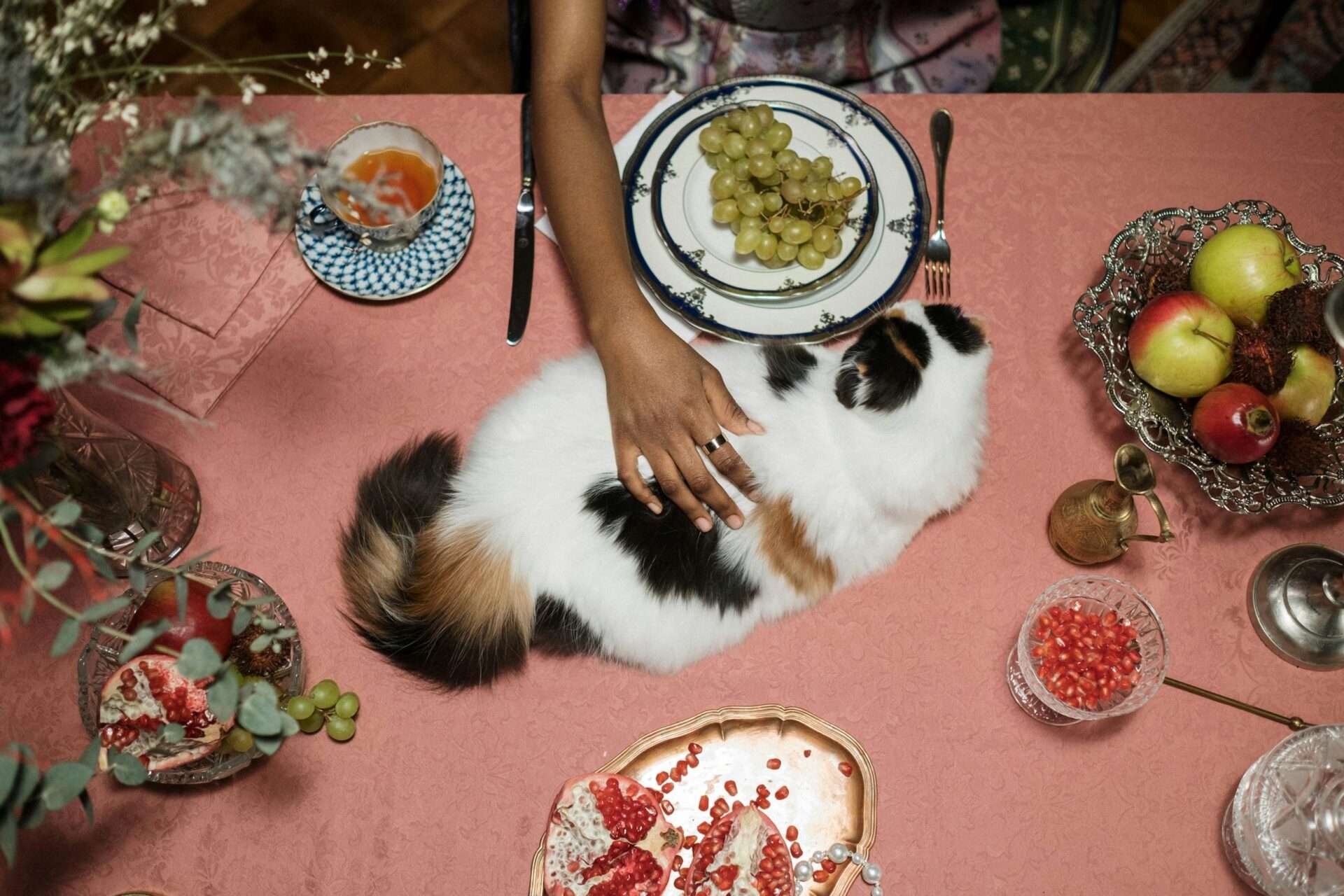 Panduan Lengkap: Ketahanan Makanan Basah Kucing dan Tips Penyimpanan